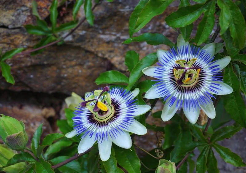 18595 Natur - Passionsblume Puzzle