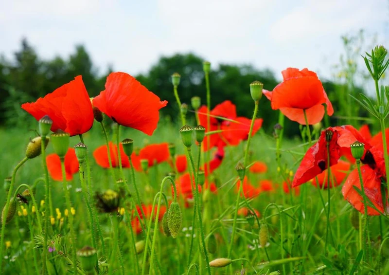 18594 Natur - Mohn-Wiese Puzzle