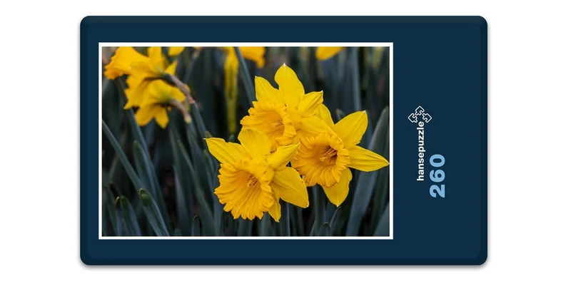 18592 Natur - Narzissen Puzzle