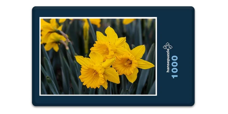 18592 Natur - Narzissen Puzzle