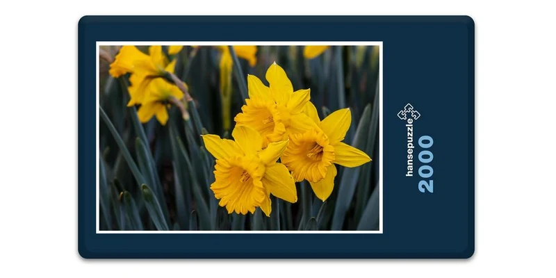 18592 Natur - Narzissen Puzzle