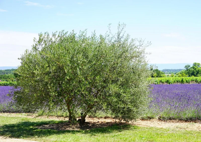 18590 Natur - Olivenbaum und Lavendel Puzzle