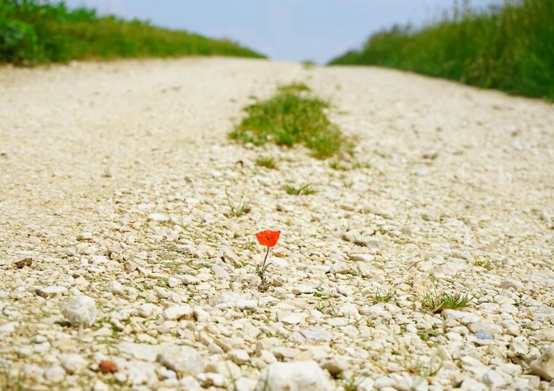 18589 Natur - Blume im Weg Puzzle