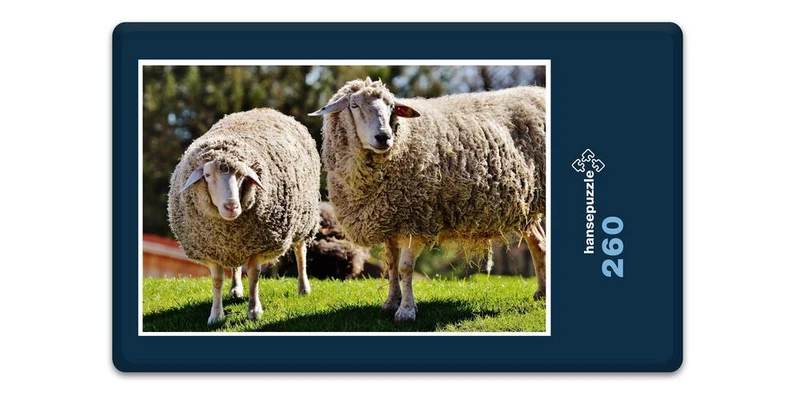 18504 Tierwelt - Schafe auf Weide Puzzle
