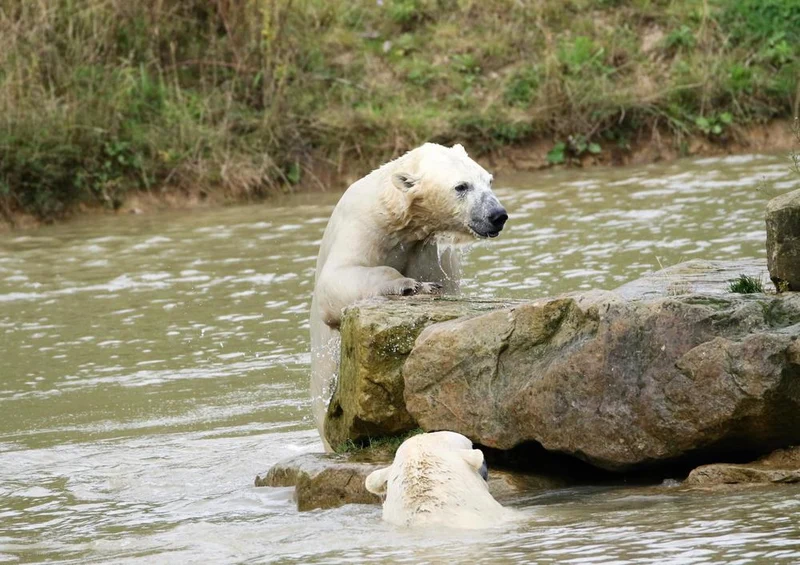18501 Tierwelt - Eisbär auf Fels Puzzle