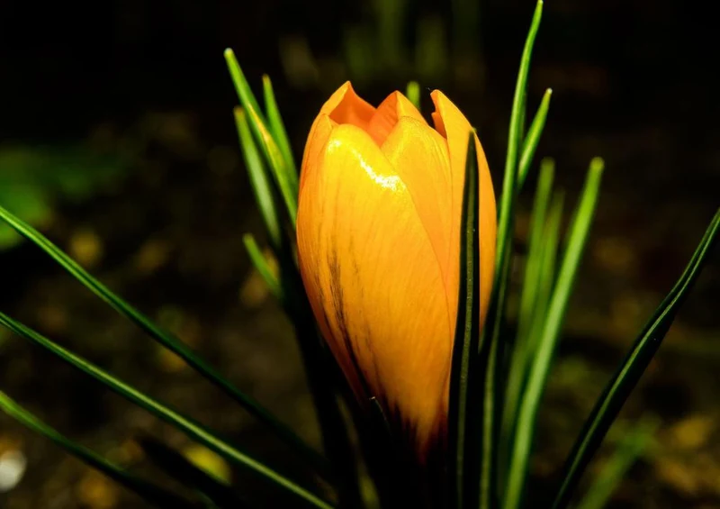 18500 Natur - Krokus Puzzle
