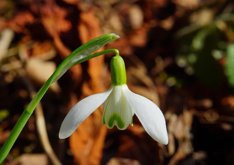 18499 Natur - Schneeglöckchen Puzzle