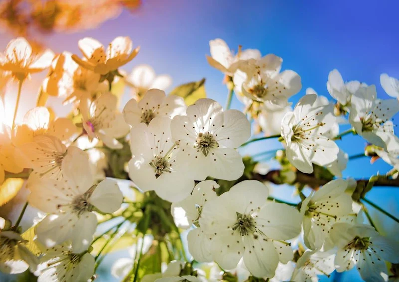 21746 Natur - Obst-Blüte Puzzle
