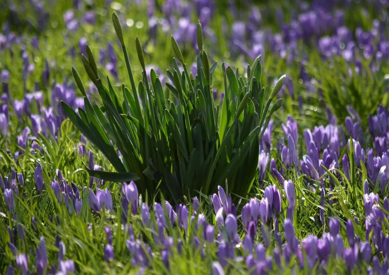 21551 Natur - Krokus-Feld Puzzle