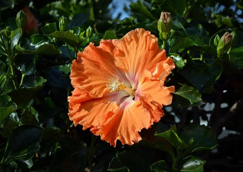 21546 Natur - Hibiskus Puzzle