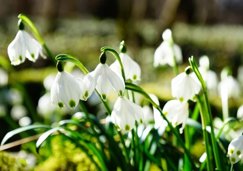 21531 Natur - Schneeglöckchen Puzzle