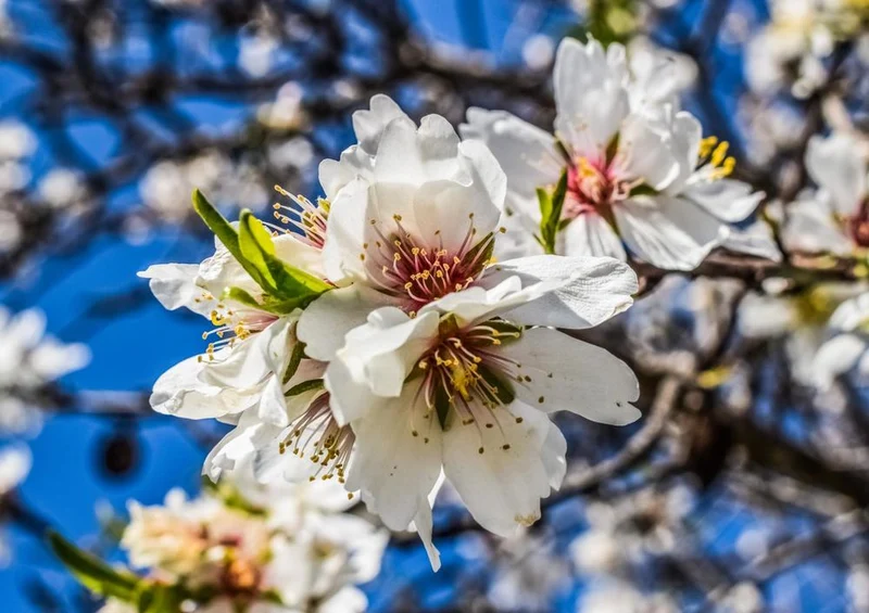 21526 Natur - Kirschblüte Puzzle