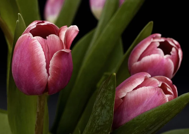 21500 Natur - Tulpen Puzzle