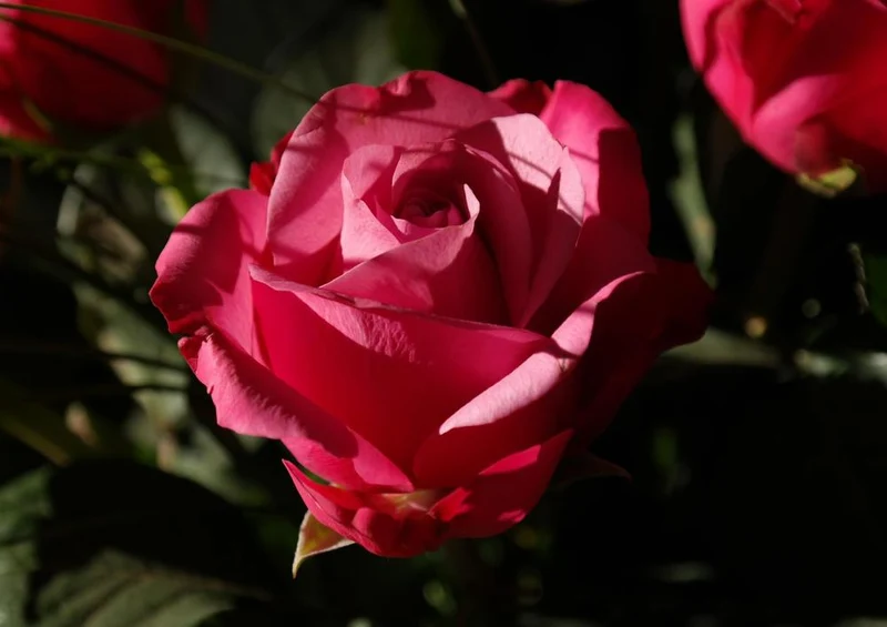 21495 Natur - Rote Rose Puzzle