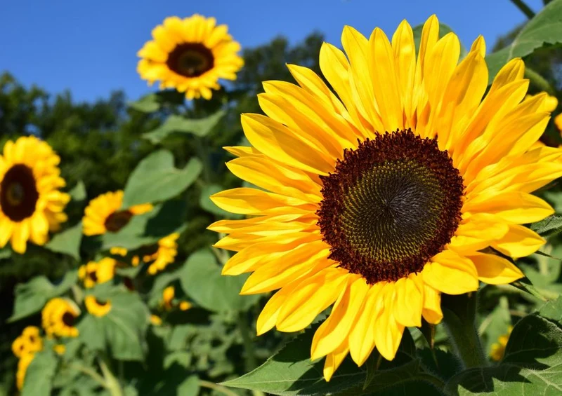 21490 Natur - Sonnenblumen-Feld Puzzle