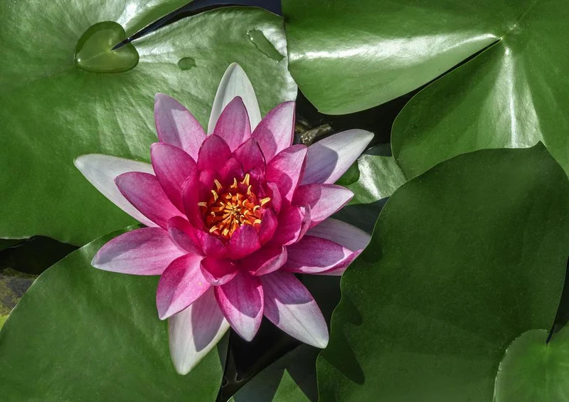 18588 Natur - See-Rose Puzzle