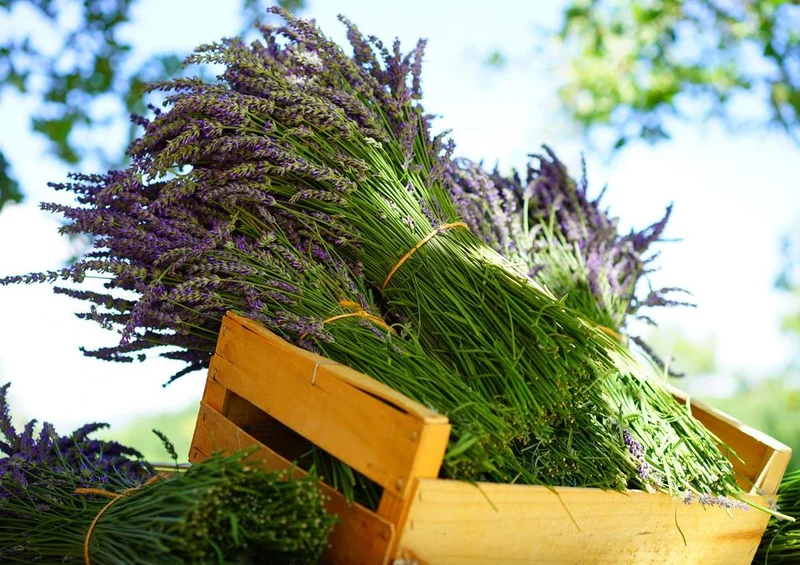 18587 Natur - Lavendel in Box Puzzle