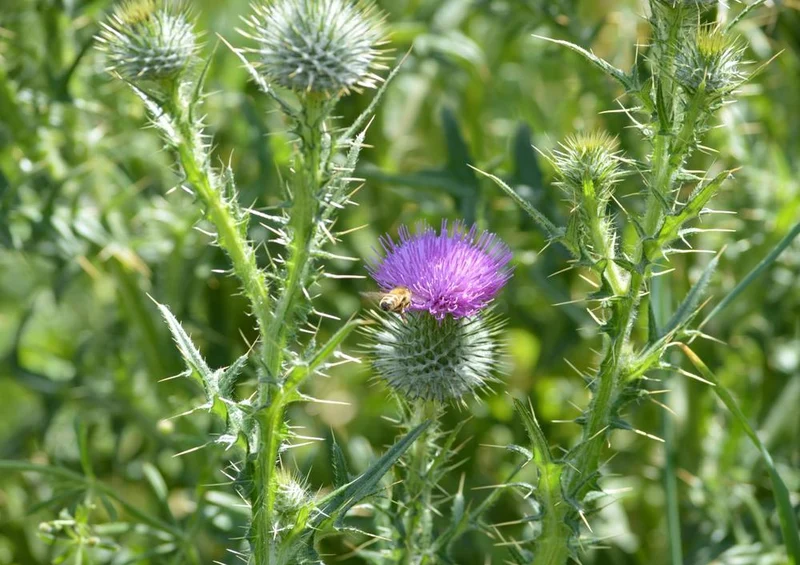 18586 Natur - Distel Puzzle
