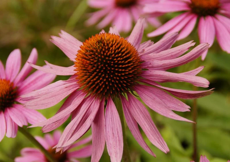 18585 Natur - Echinacea Puzzle