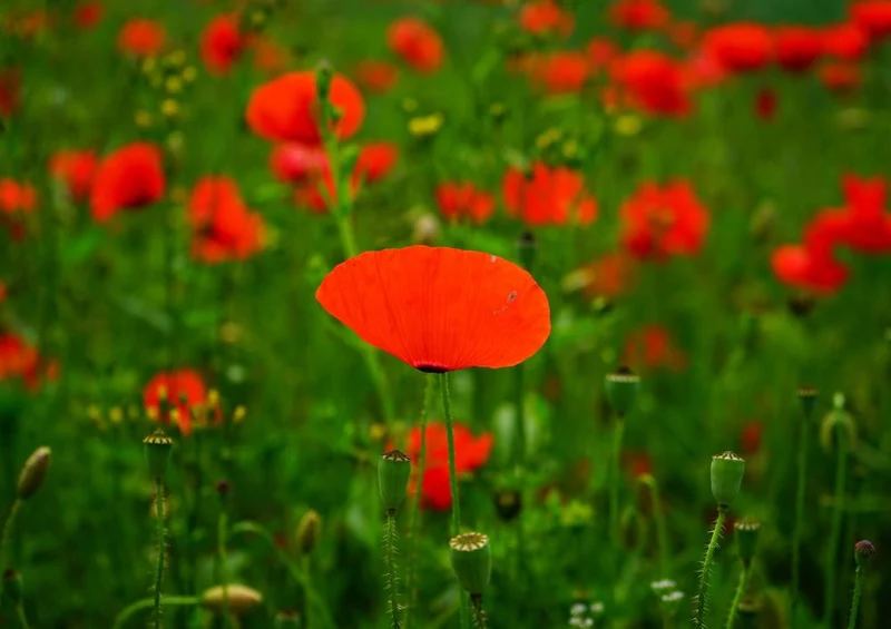 18584 Natur - Mohn-Feld Puzzle