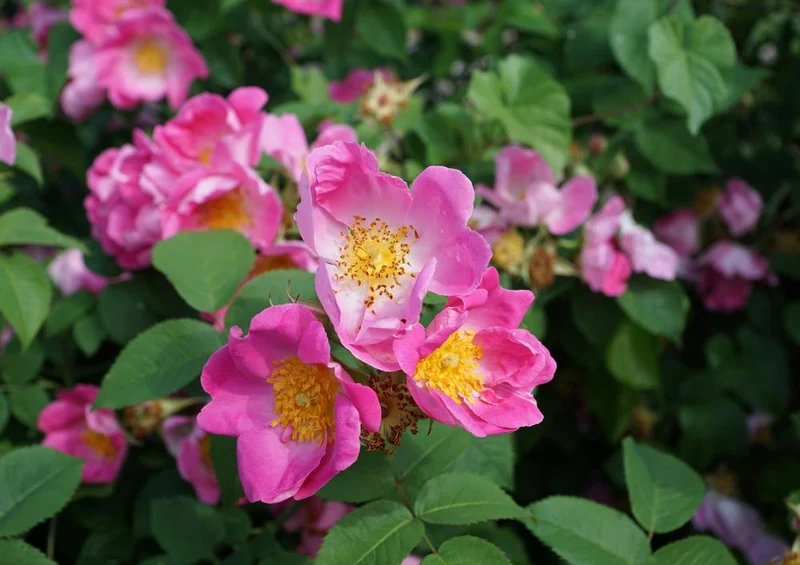 18583 Natur - Hecken-Rose Puzzle