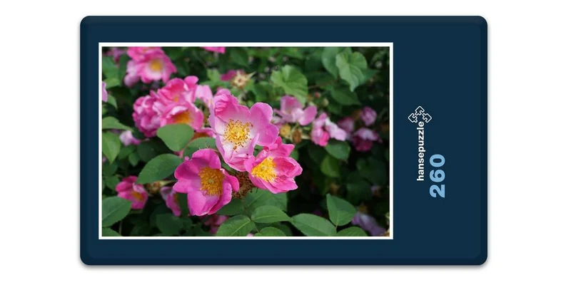 18583 Natur - Hecken-Rose Puzzle