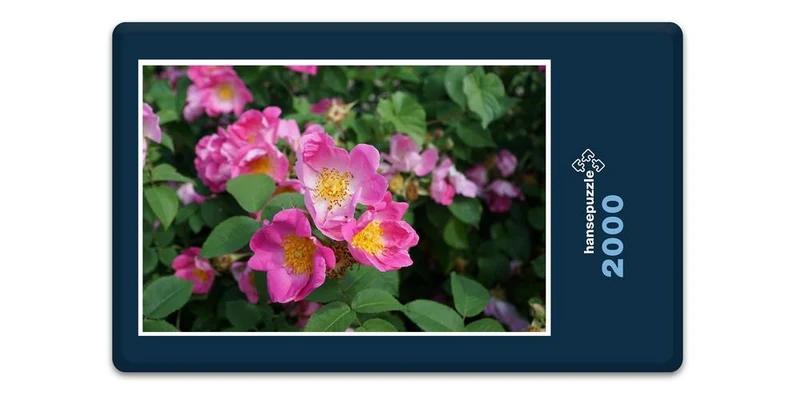 18583 Natur - Hecken-Rose Puzzle