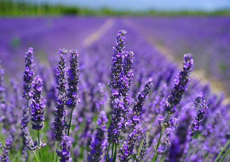 18582 Natur - Lavendel Puzzle