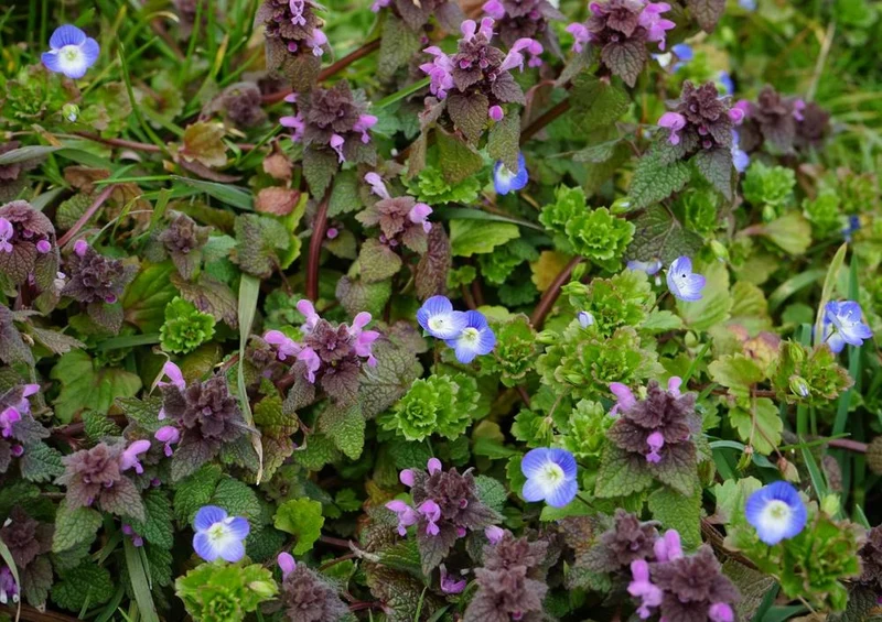 18581 Natur - Veilchen Puzzle
