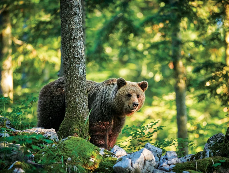 Mossy Oak (2-sided) - Brown Bear (550pcs)