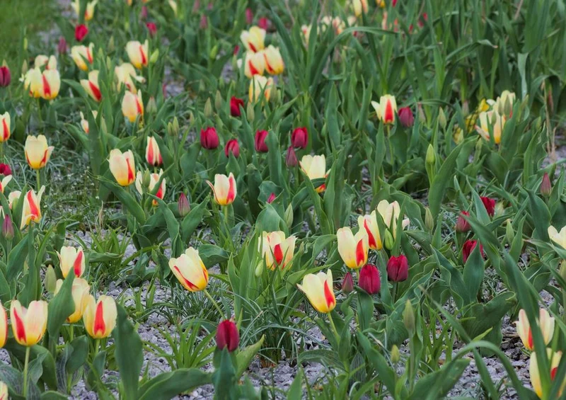 25160 Natur - Tulpe Puzzle