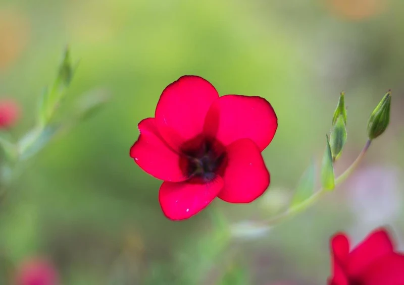 25155 Natur - Blume Puzzle