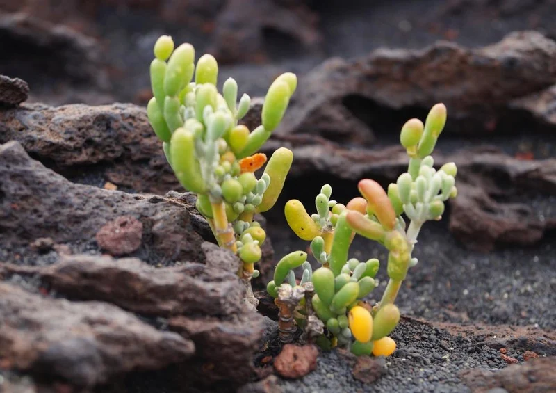 21485 Natur - Blume in Lavastein Puzzle