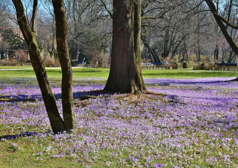 21475 Natur - Krokus-Garten Puzzle