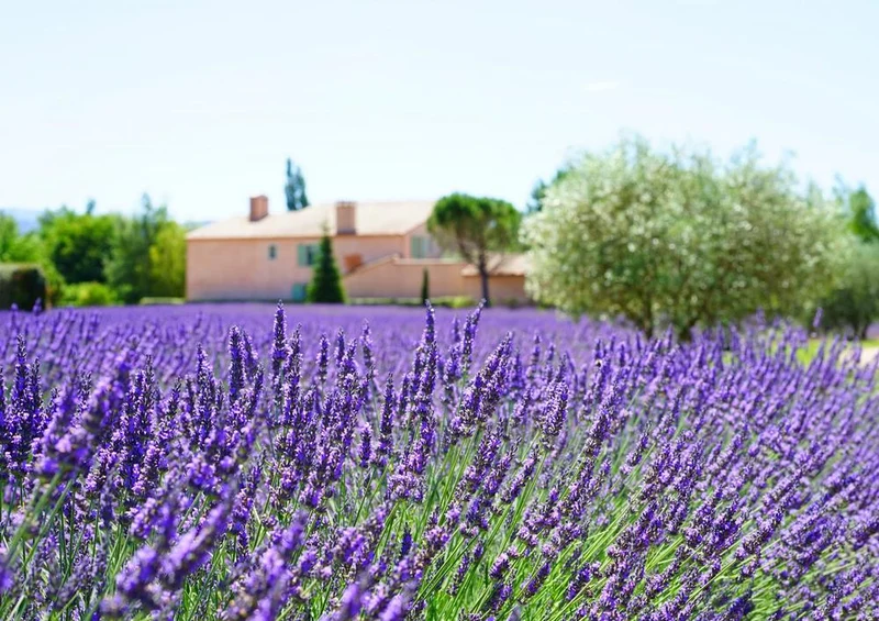 18578 Natur - Lavendel Puzzle