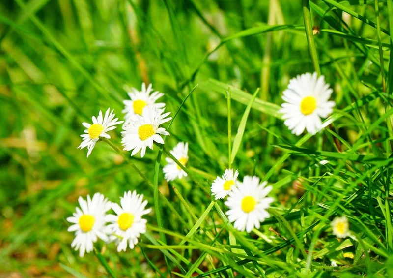 18577 Natur - Blumen-Wiese Puzzle