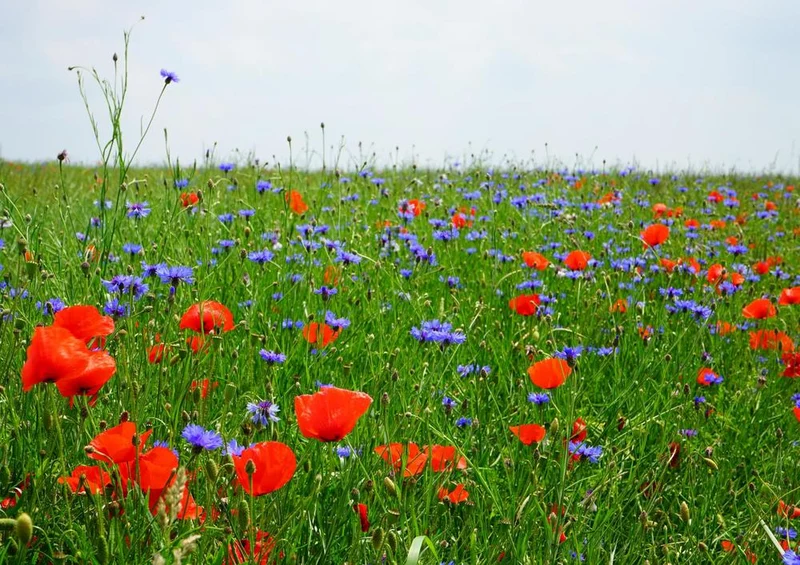 18574 Natur - Blumen-Feld Puzzle