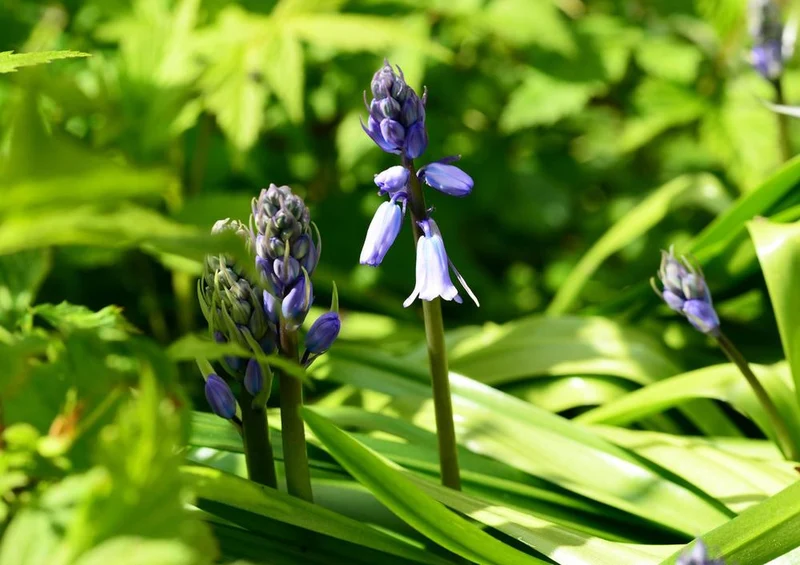 18573 Natur - Hyazinthe Puzzle