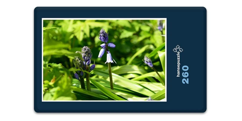 18573 Natur - Hyazinthe Puzzle