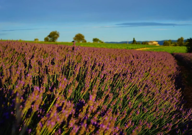 18572 Natur - Blühendes Feld Puzzle