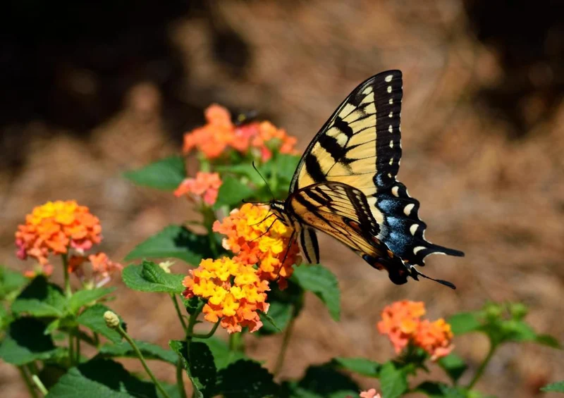 18571 Tierwelt - Schmetterling Puzzle
