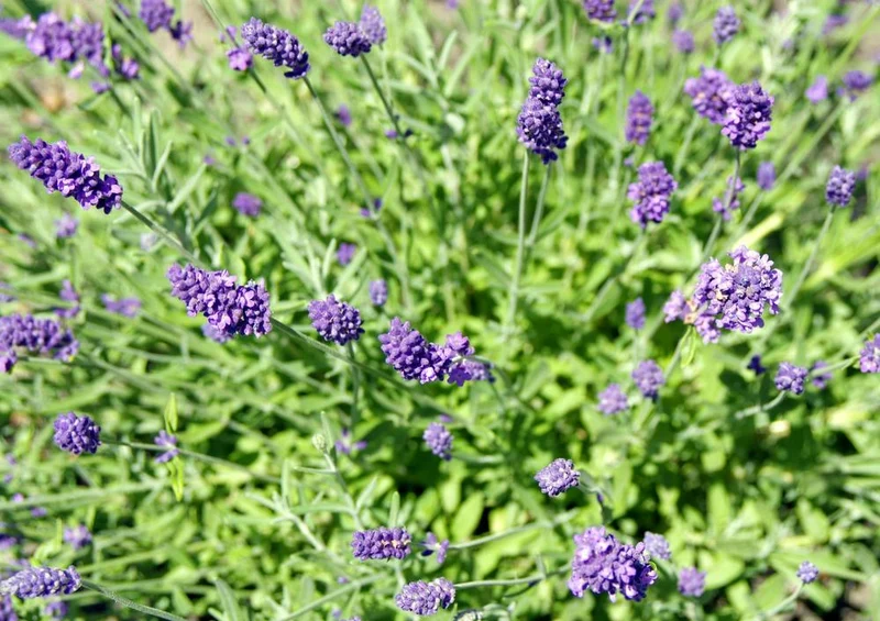 18570 Natur - Lavendel Puzzle