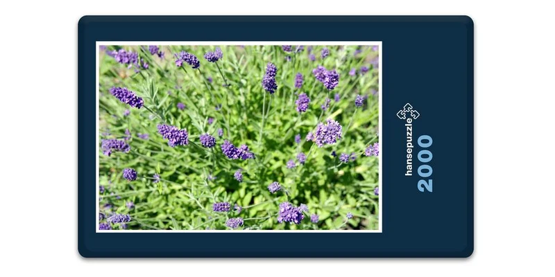 18570 Natur - Lavendel Puzzle