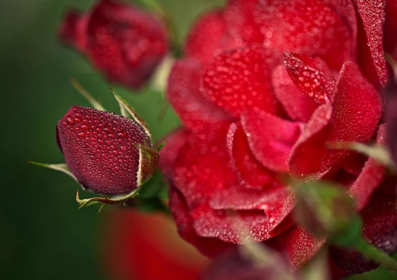 18569 Natur - Rote Rose Puzzle