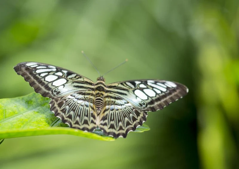 24439 Natur - Schmetterling Puzzle