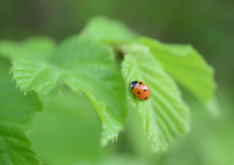 24434 Natur - Marienkäfer Puzzle