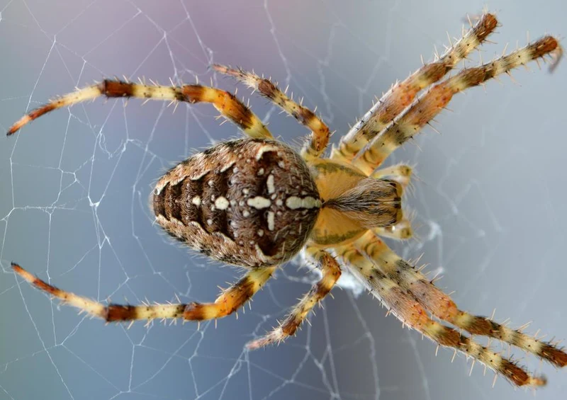 24429 Tierwelt - Spinne Puzzle