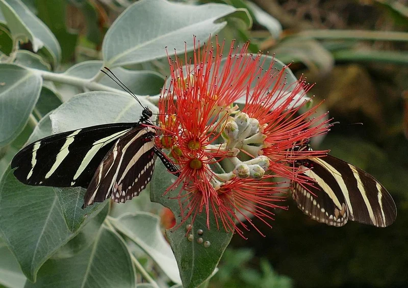 21410 Natur - Schmetterling auf Blüte Puzzle