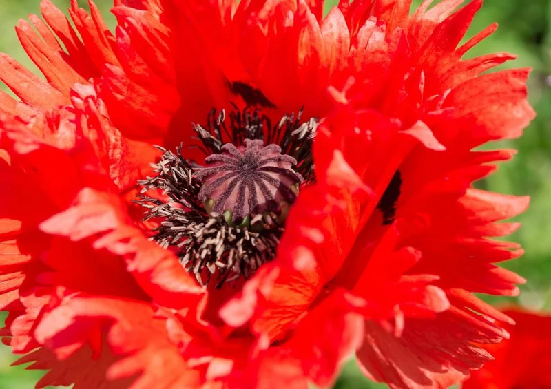 18567 Natur - Rote Blüte Puzzle
