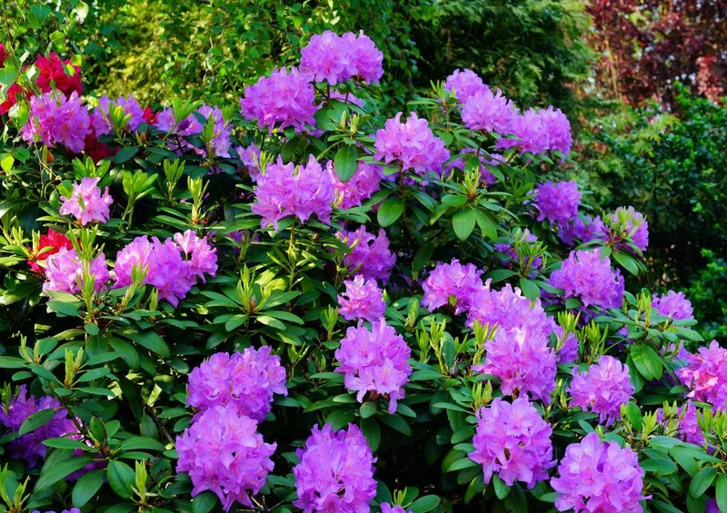 21736 Natur - Rhododendron Puzzle
